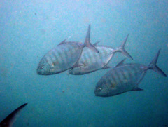 Ferdauia ferdau