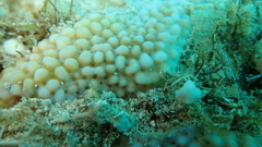 Montipora verrucosa