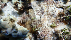 Montipora verrucosa