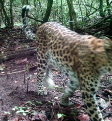 Panthera pardus delacouri