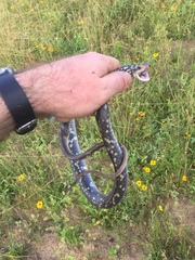 Coluber constrictor anthicus