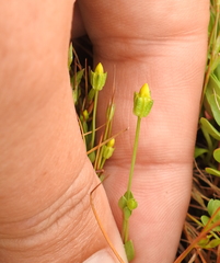 Cicendia quadrangularis