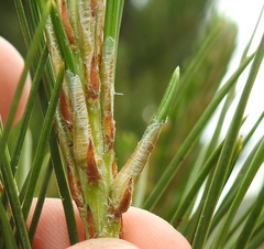 Thecodiplosis piniradiatae