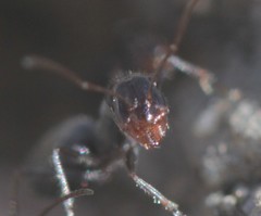 Myrmecocystus tenuinodis