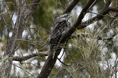 Podargus strigoides strigoides