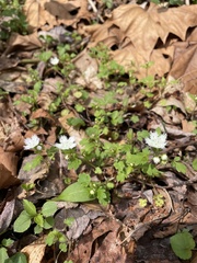 Phacelia fimbriata