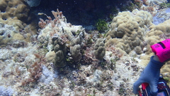 Porites deformis