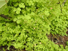 Oxalis laxa