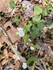 Phacelia fimbriata