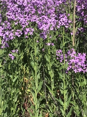 Hesperis matronalis