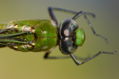 Anax concolor