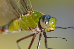 Anax concolor