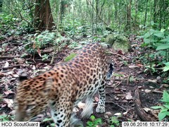 Panthera pardus delacouri