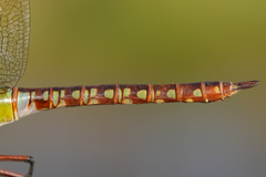 Anax concolor
