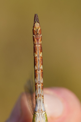 Anax concolor