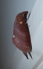 Kunugia latipennis