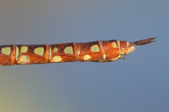 Anax concolor
