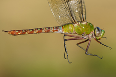 Anax concolor