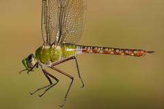 Anax concolor