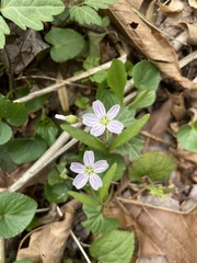 Claytonia caroliniana
