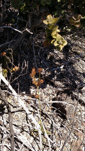 Luzula hawaiiensis var. hawaiiensis