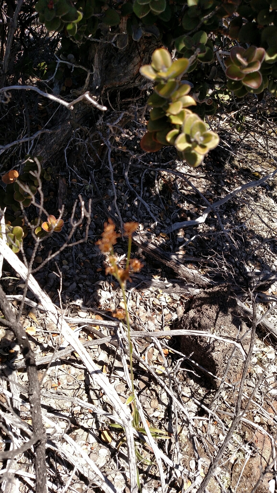 Luzula hawaiiensis var. hawaiiensis