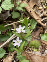 Claytonia caroliniana