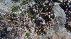 Porites deformis