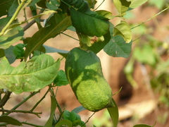 Citrus medica