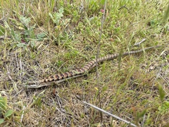 Elgaria multicarinata multicarinata