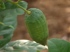 Citrus medica