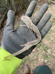 Elgaria multicarinata multicarinata