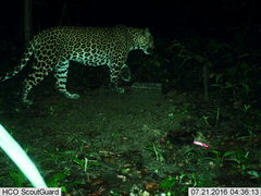 Panthera pardus delacouri