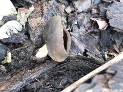 Helvella solitaria