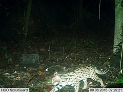 Prionailurus bengalensis