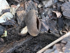 Helvella solitaria