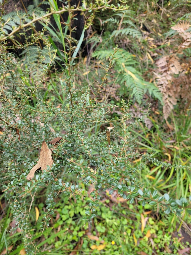 Australian Blackthorn from Lithgow, AU-NS, AU on April 1, 2022 at 02:26 ...
