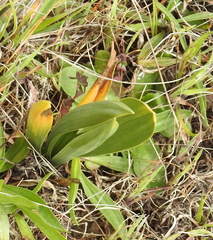 Spiranthes romanzoffiana