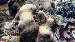 Gardineroseris planulata