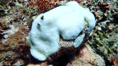 Goniastrea stelligera