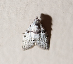 Nola pygmaeodes