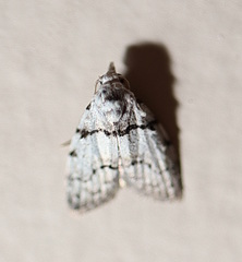 Nola pygmaeodes