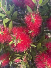 Callistemon
