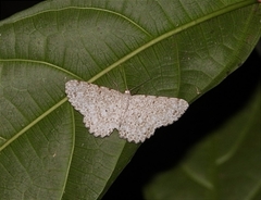 Catoria sublavaria