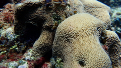 Gardineroseris planulata