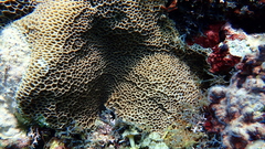 Gardineroseris planulata