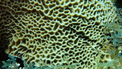 Gardineroseris planulata