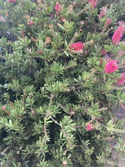 Callistemon