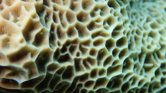 Gardineroseris planulata