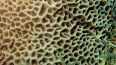 Gardineroseris planulata